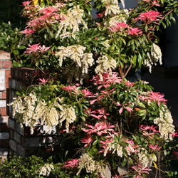 PIERIS-4