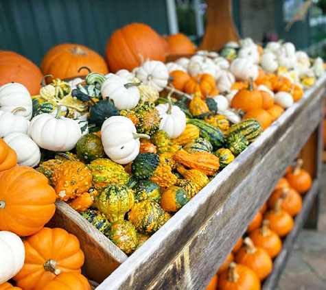 FarmGallery_3_pumpkins